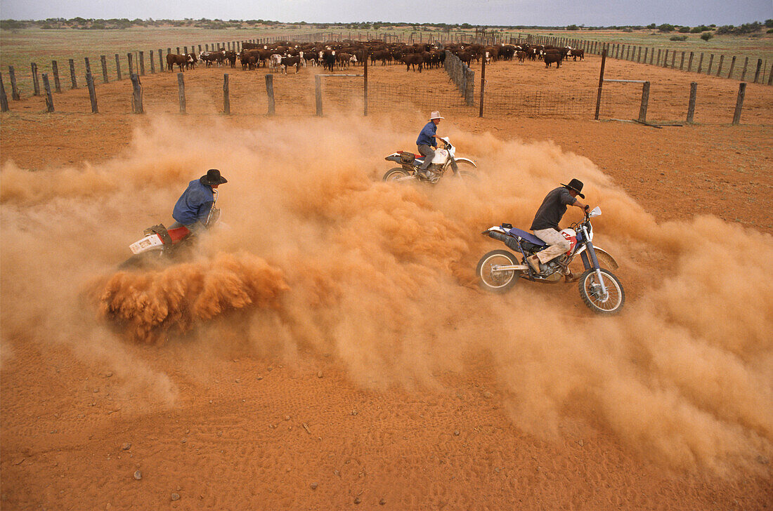 Musterers on motorbikes, Australien, South Australia, stockmen on motorbikes in dust, Quinyambie Station