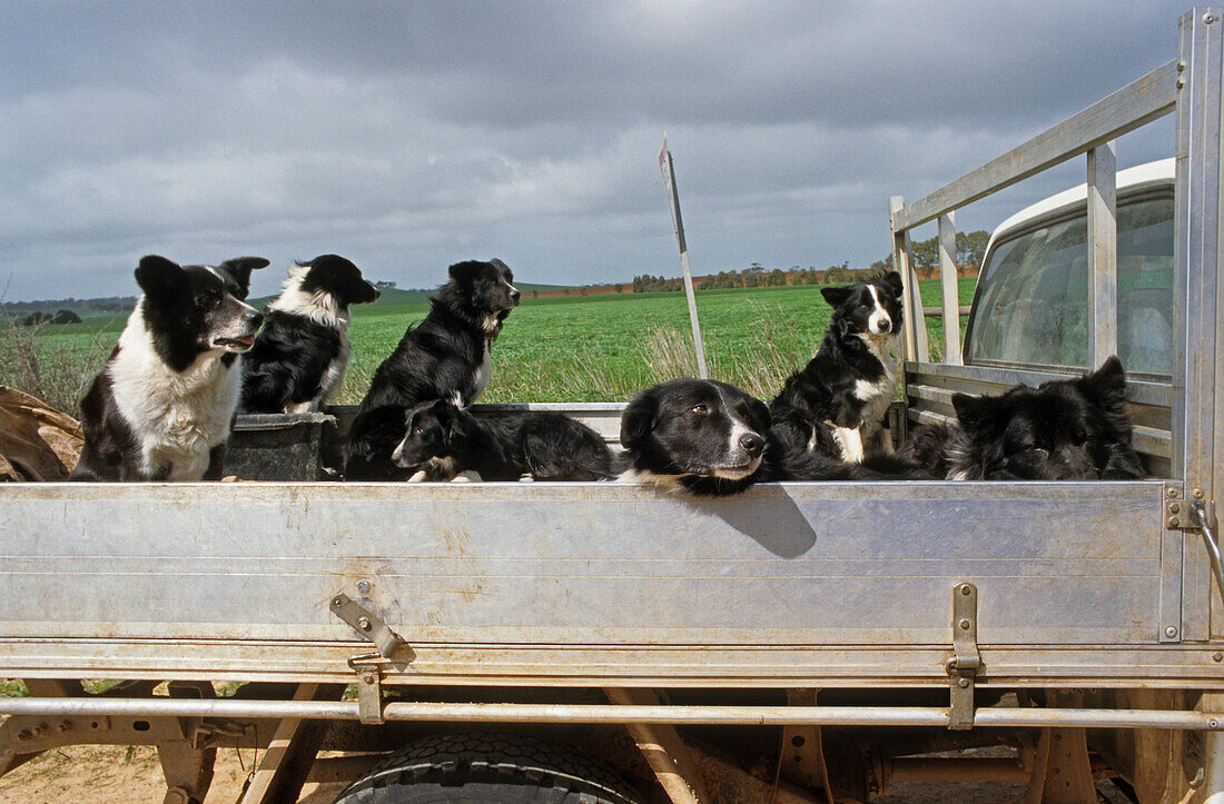 Border Collies in pickup, Australien, South Australia, farmer's dogs being taken to work in pickup