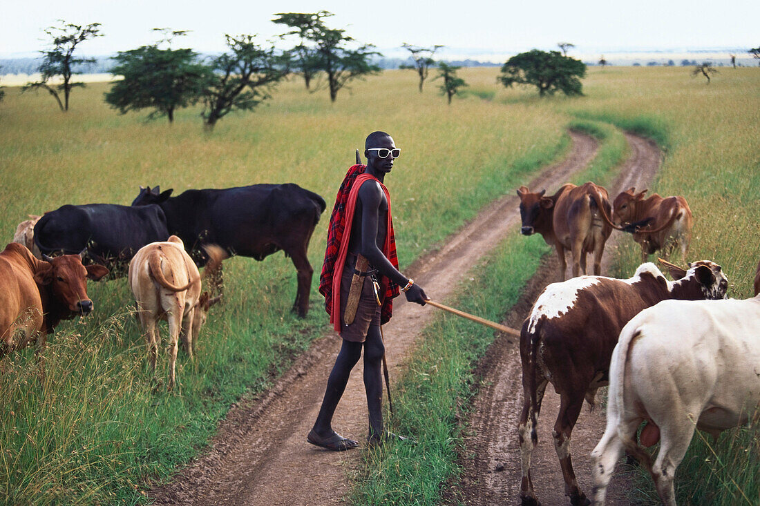 Massai herdsman with cattle, Massai Mara National Park, Kenya, Africa
