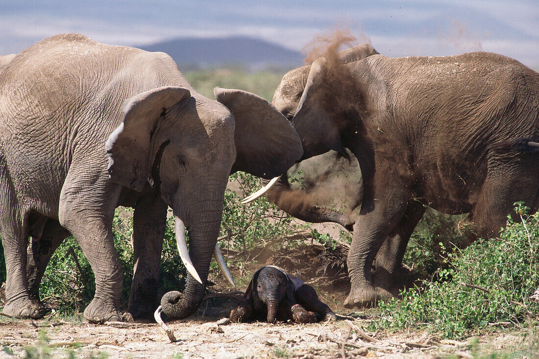Afrik. Elefanten m. Neugeborenem, Loxodonta africana, Afrika