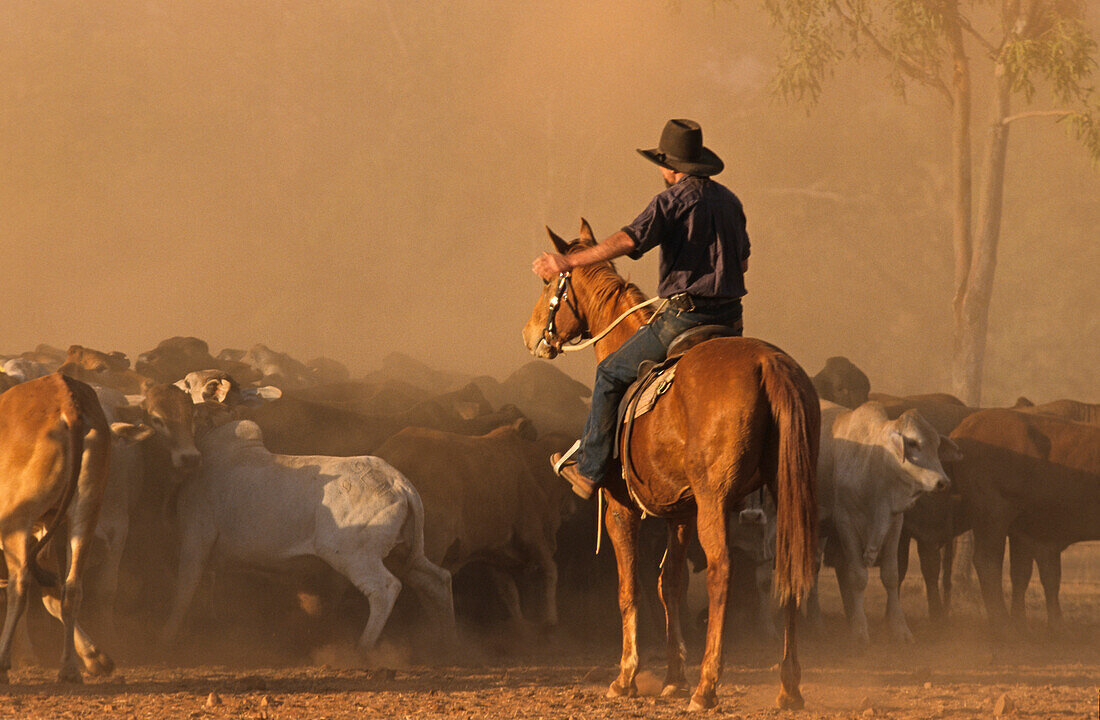 Mustering cattle with horses, Lansdowne Station, Kimberley, Western Australia, Australia