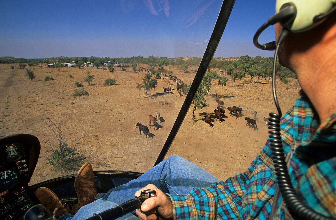 Heli-mustering Lansdowne Station, Kimberley, Australien, West Australien, WA, mustering cattle with a helicopter and horses, Kimberley