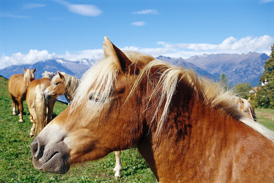 Haflinger horses on an alpine meadow, South Tyrol, Italy, Europe