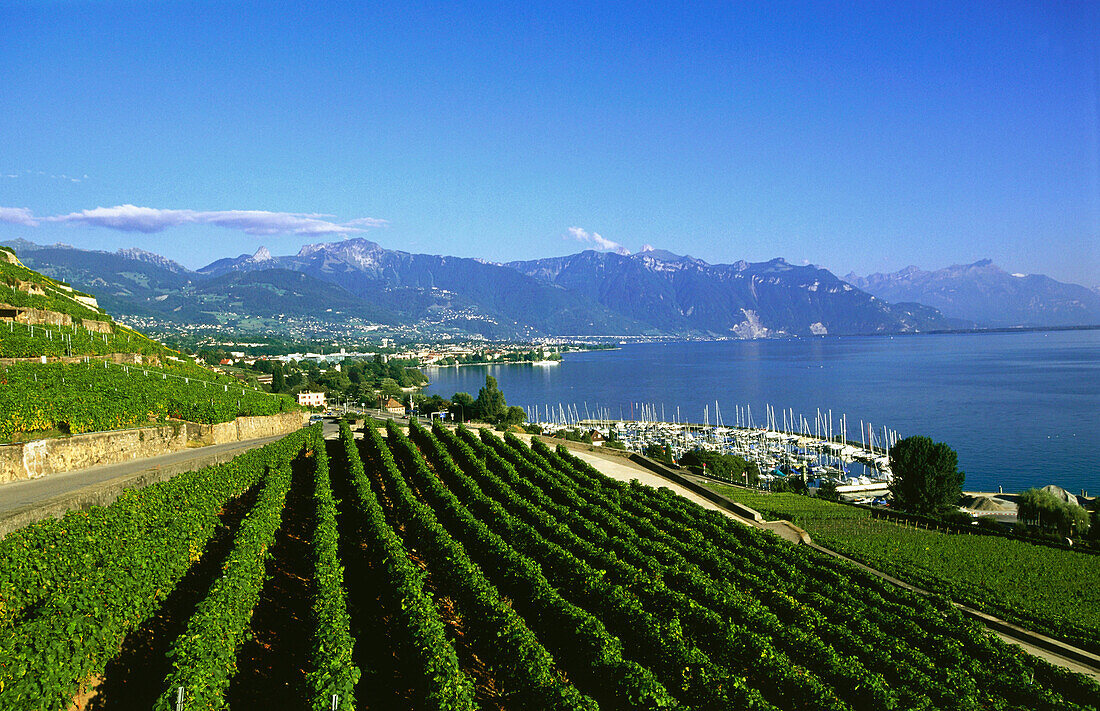 Vineyard, St. Saphorin near Lake Geneva, Switzerland