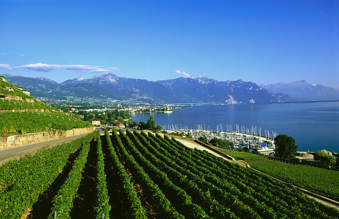 Weinberg, St. Saphorin bei Genfer See, Schweiz