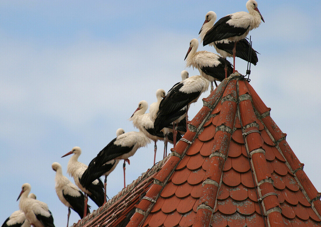 Storcks on rooftop