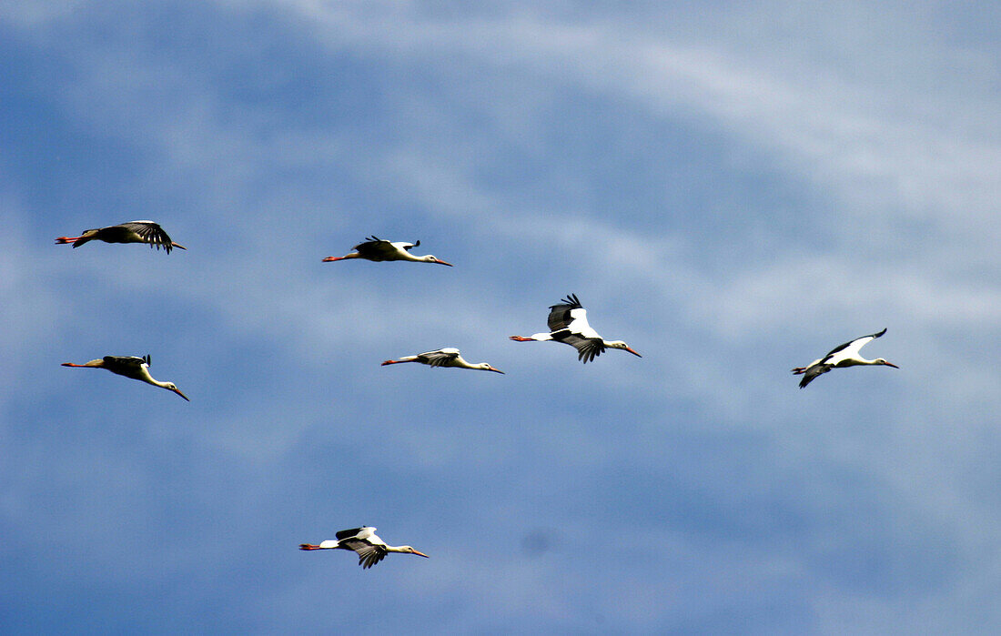 Flying storcks