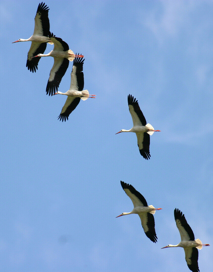 Flying Storcks