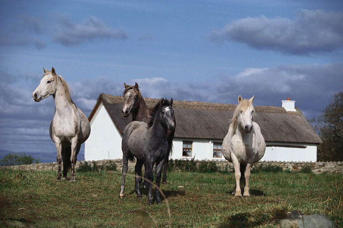 Connemara Pferde, Sligo Irland