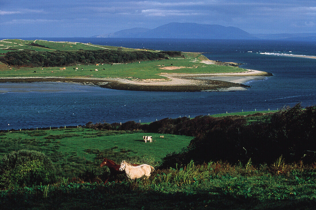 Pferdeweide, Sligo Irland