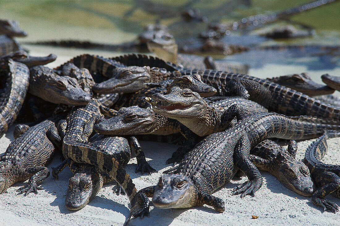 Alligatoren, Everglades, Florida, USA
