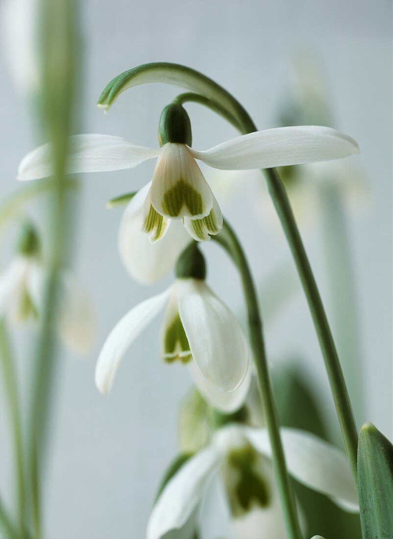 Snowdrops