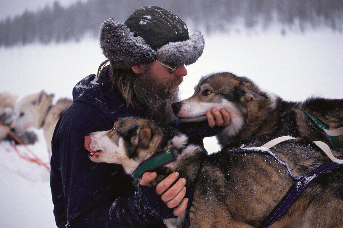 Mann mit Schlittenhunden, Lappland, Schweden