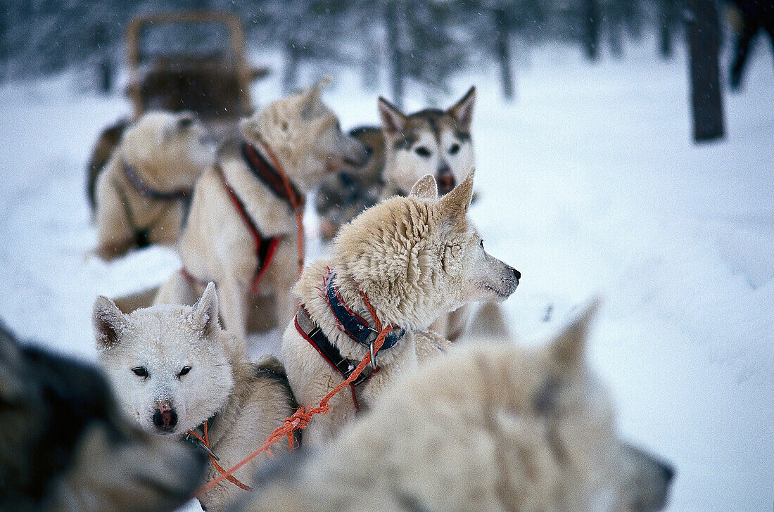 Huskies, Lappland, Sweden