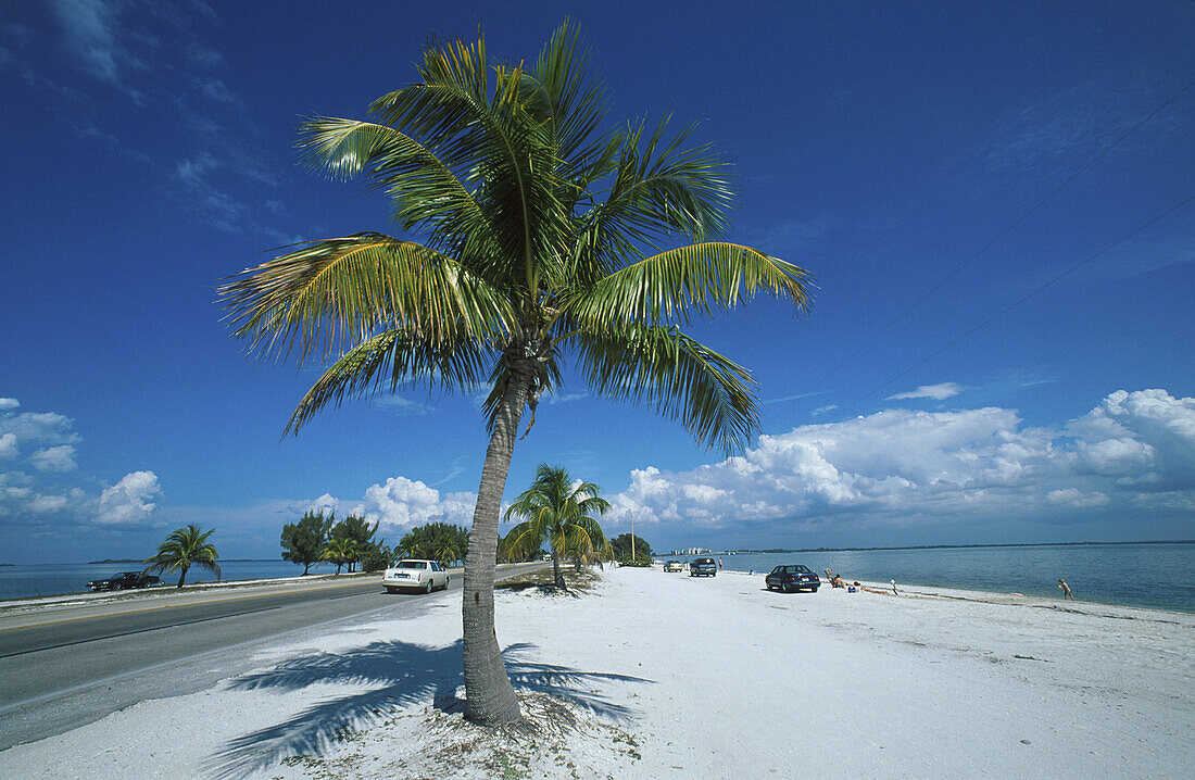 Palm tree at the beach, Sanibel, Florida, USA