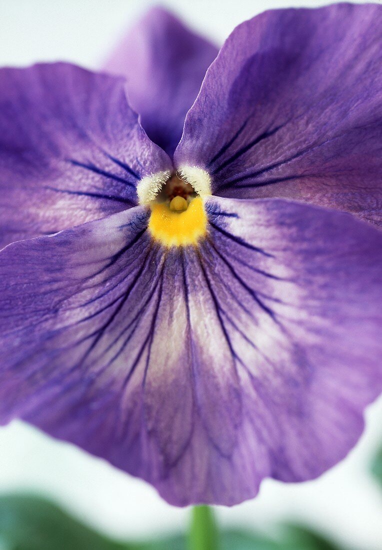 Purple pansies