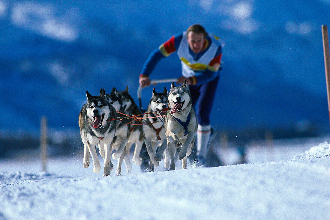 Hundeschlittenrennen, Wintersport