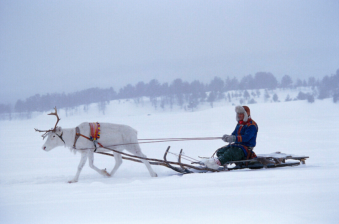 Mensch auf Rentierschlitten im Schnee, Lappland, Schweden, Europa