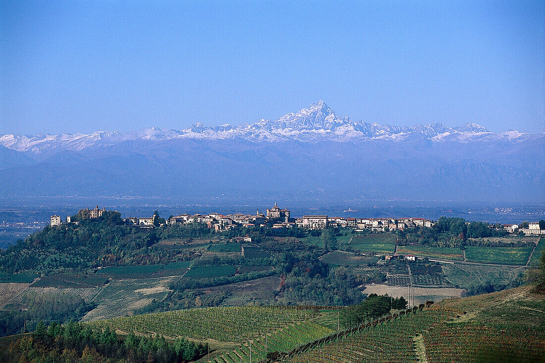 Wineyards, Monforte, Piemonte Italy
