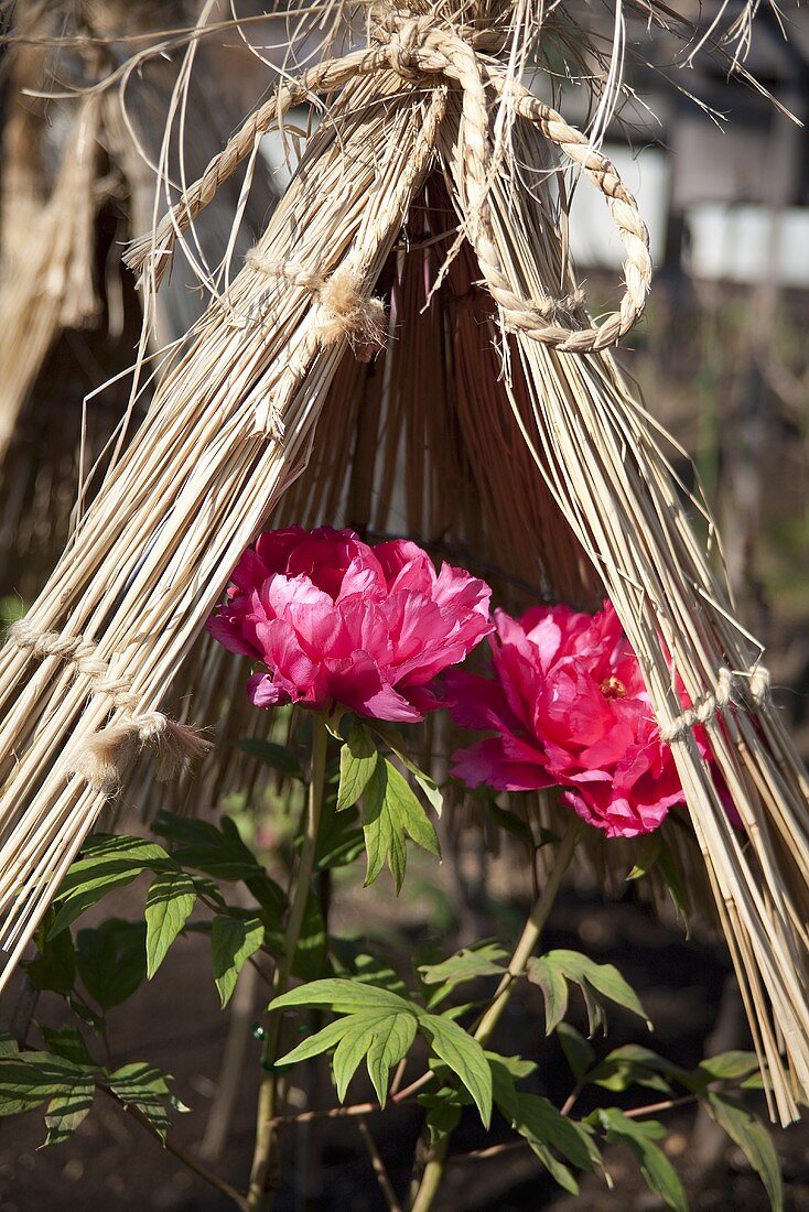 Peonies under a straw hut