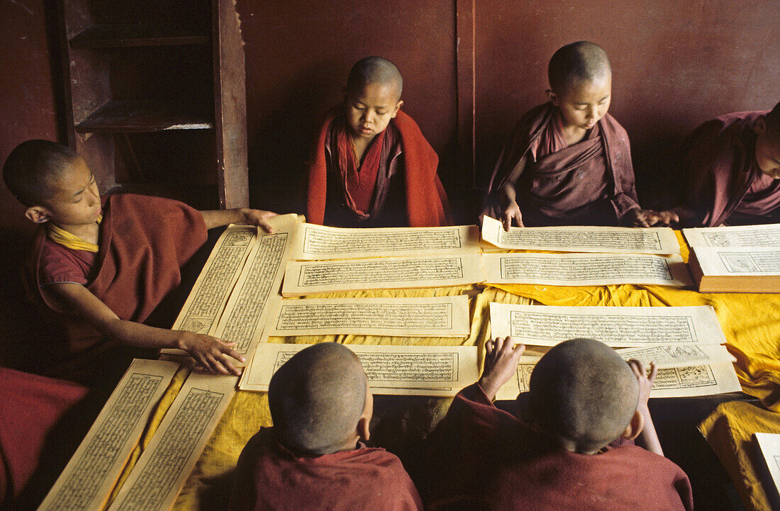 young monks read religious Tibetan texts, monastery, Dharamsala, India