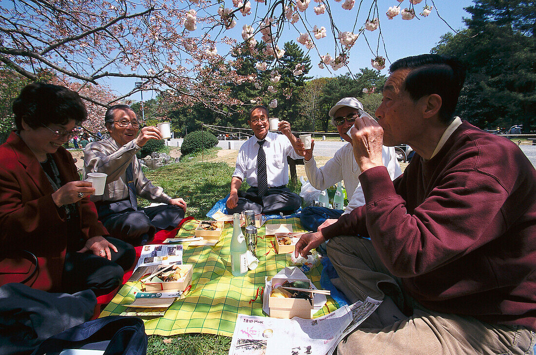 Picknick, Kirschblütenfest, Imperial Palace Park, Kyoto, Japan, Asien
