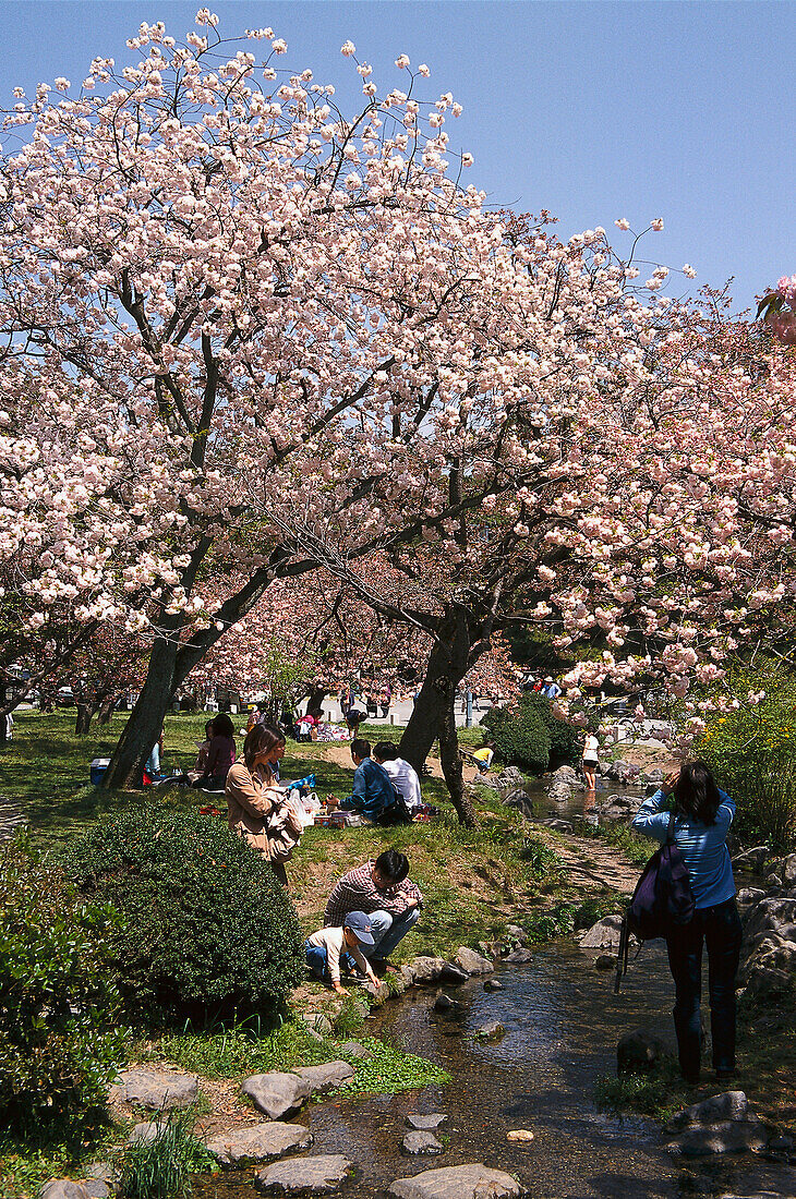 Kirschblütenfest, Ninna-ji Tempel, Imperial Palace Park, Kyoto, Japan, Asien