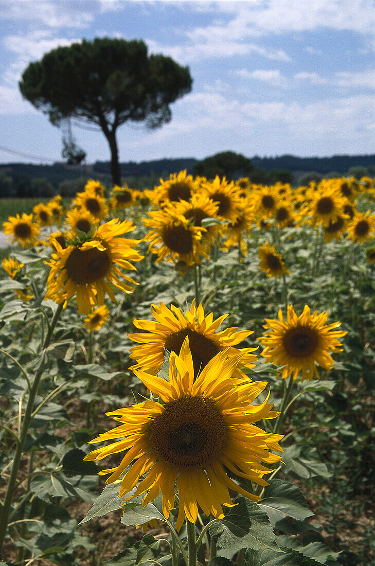 Sonnenblumenfeld, Toskana, Italien