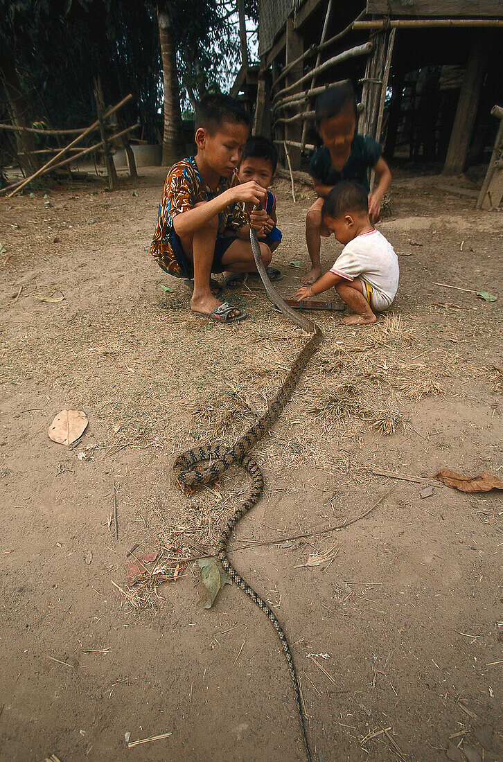 Kinder mit getoeteter Schlange, Thonengam, Salavane-Provinz Laos