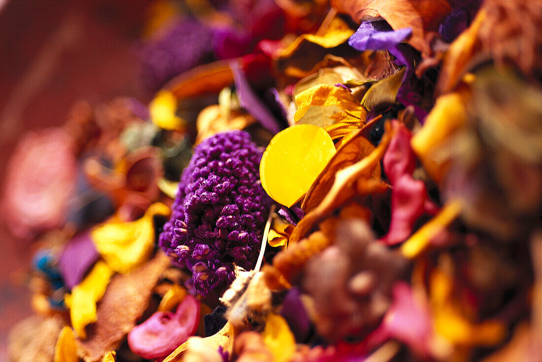 Getrocknete Blüten, Al Maha Desert Resort, Dubai, V.A.E., Vereinigte Arabische Emirate, Vorderasien, Asien