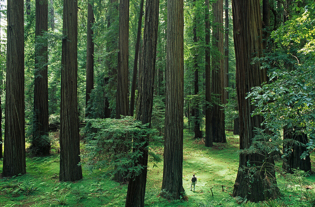 Rockefeller Forest, Humboldt Redwood State Park Kalifornien, USA