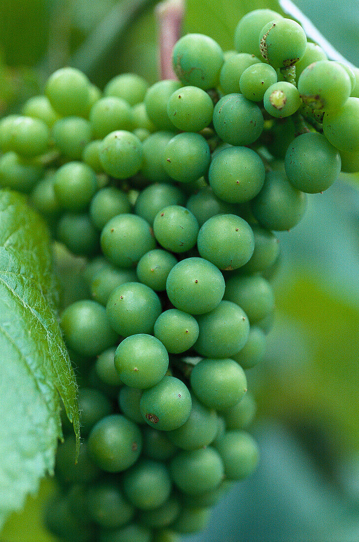 Grüne Weintrauben, Südtirol, Italien, Europa