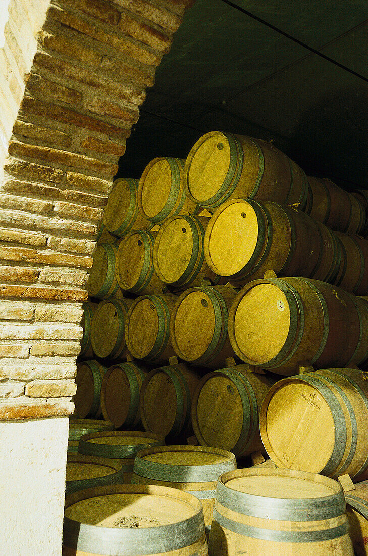 Blick auf Fässer in einem Weinkeller, Bodega Vinicola di Navarra, Spanien, Europa