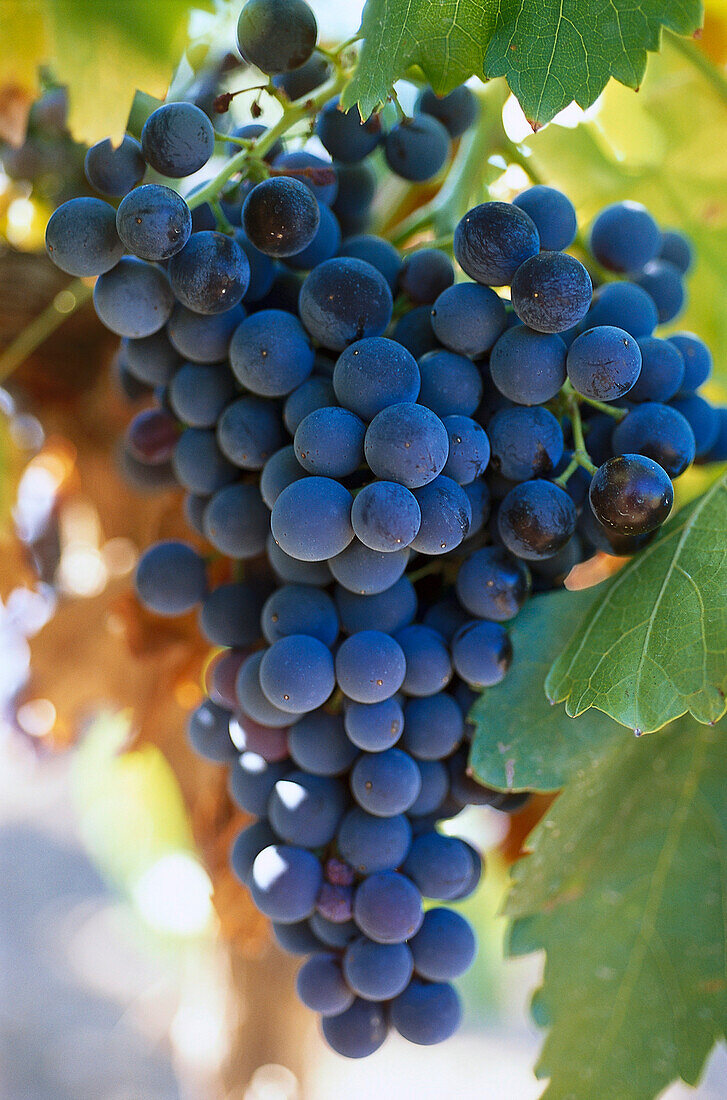 Weintrauben, Tempranillo, Navarra, Spanien
