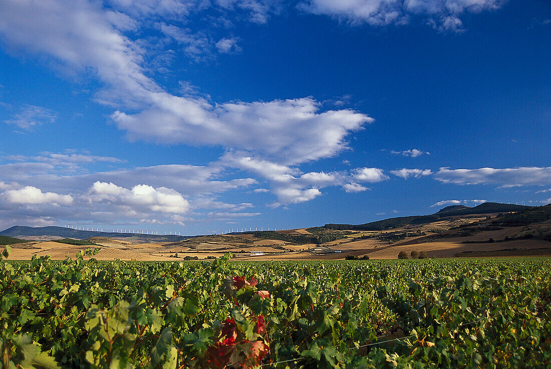 Blick über ein Weinfeld unter blauem Himmel, Bodega Otazu, Navarra, Spanien