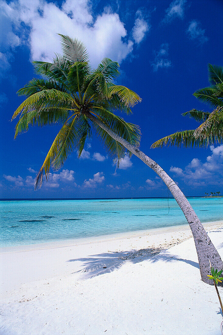 Palmenstrand im Sonnenlicht, Four Seasons Resort, Kuda Hurra, Malediven, Indischer Ozean
