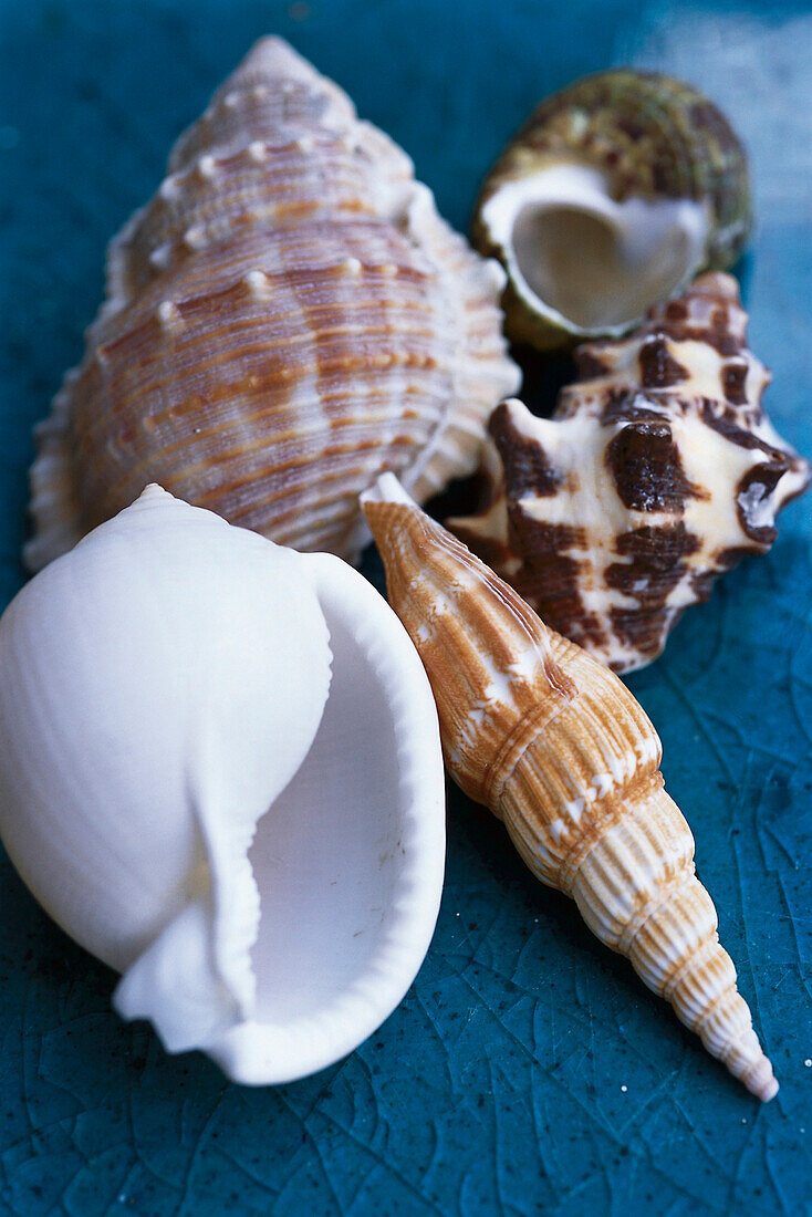 Muscheln, Taling Ngam, Koh Samui, Thailand, Asien