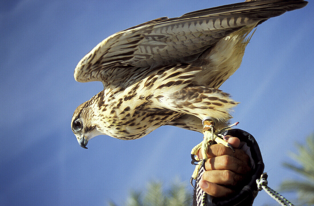Falcon, Dubai, United Arabic Emirates