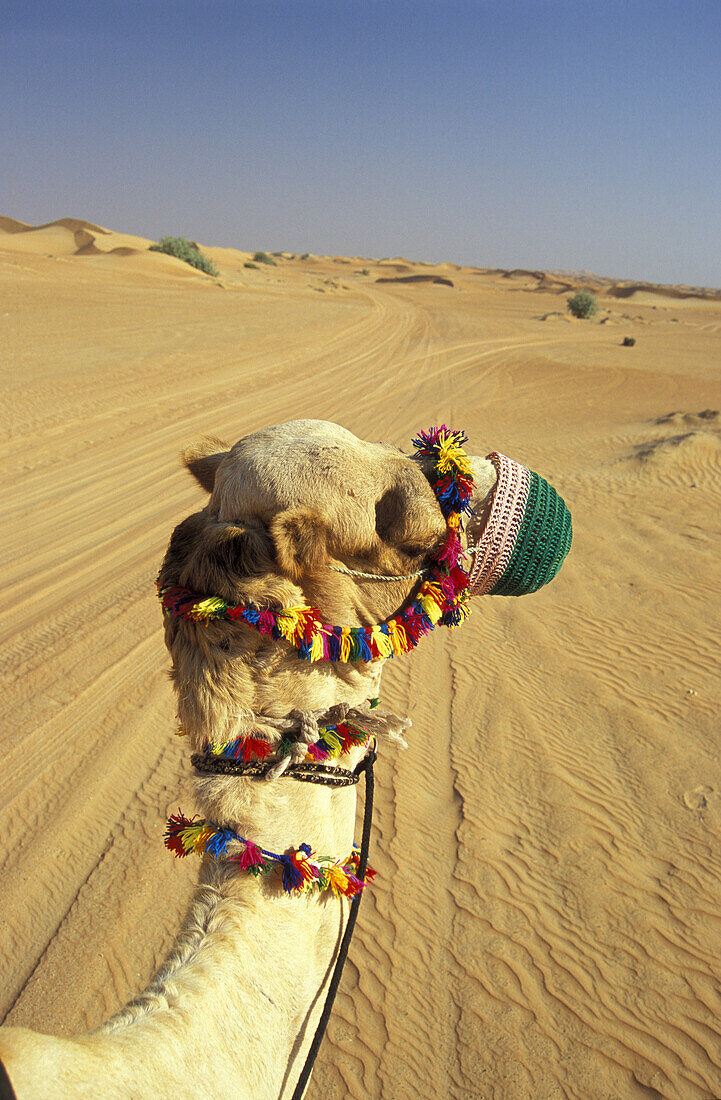 Camel in desert, Dubai, United Arabic Emirates