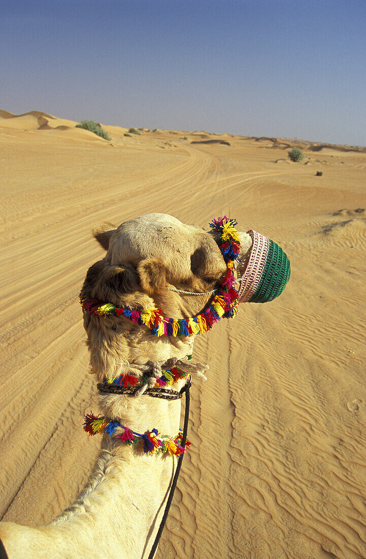 Kamel in Wüste, Dubai, Vereinigte Arabische Emirate