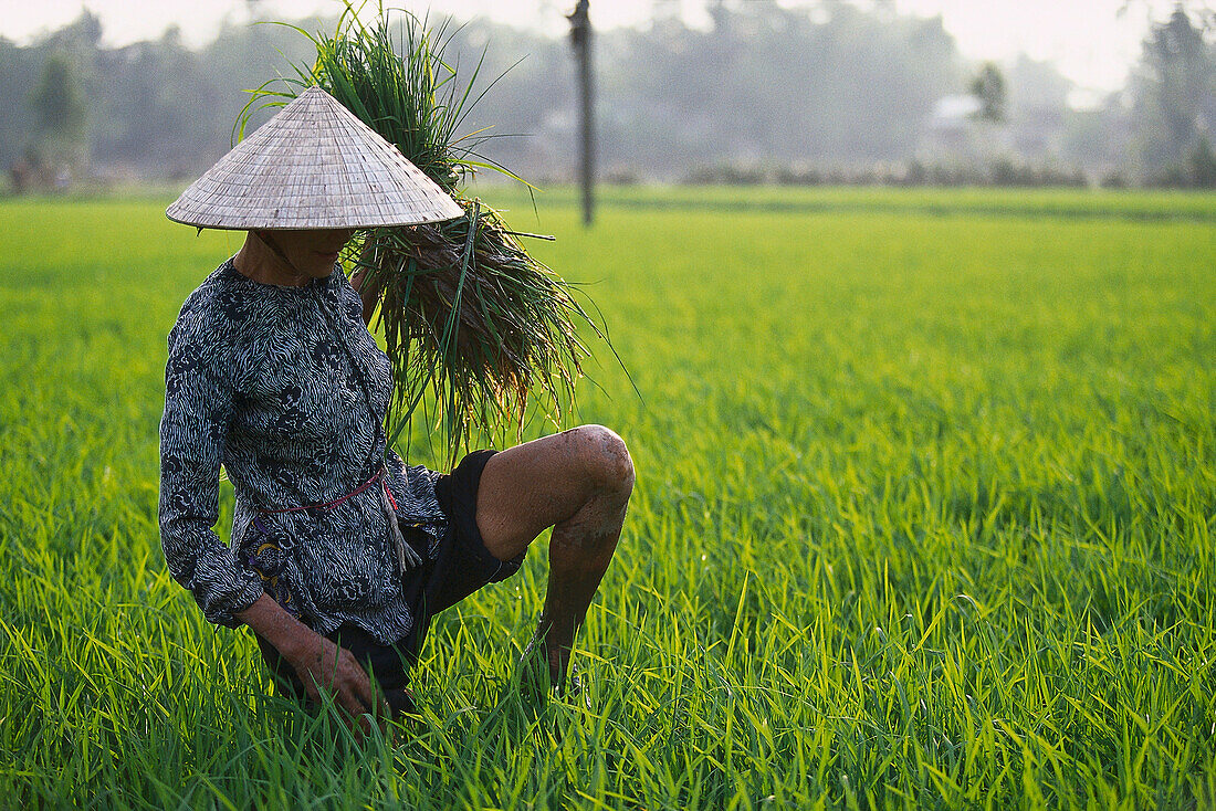 Farmer harvests rice on a rice field in North Vietnam