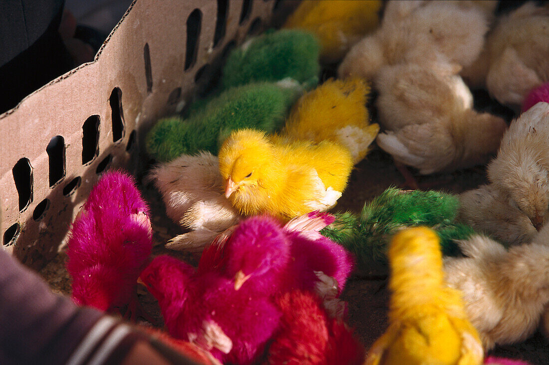 Coloured chick, Phnom Penh Cambodia, Asia