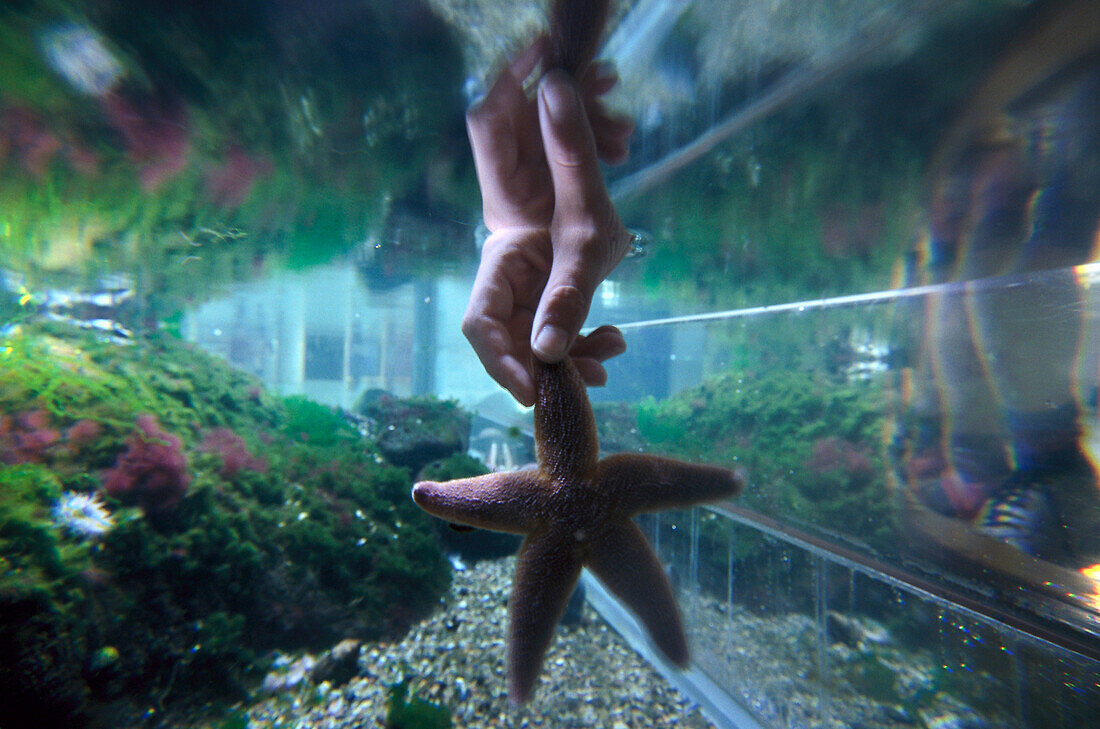 Hand holding starfish, Multimar Wattforum, Toenning, Schleswig-Holstein, Germany