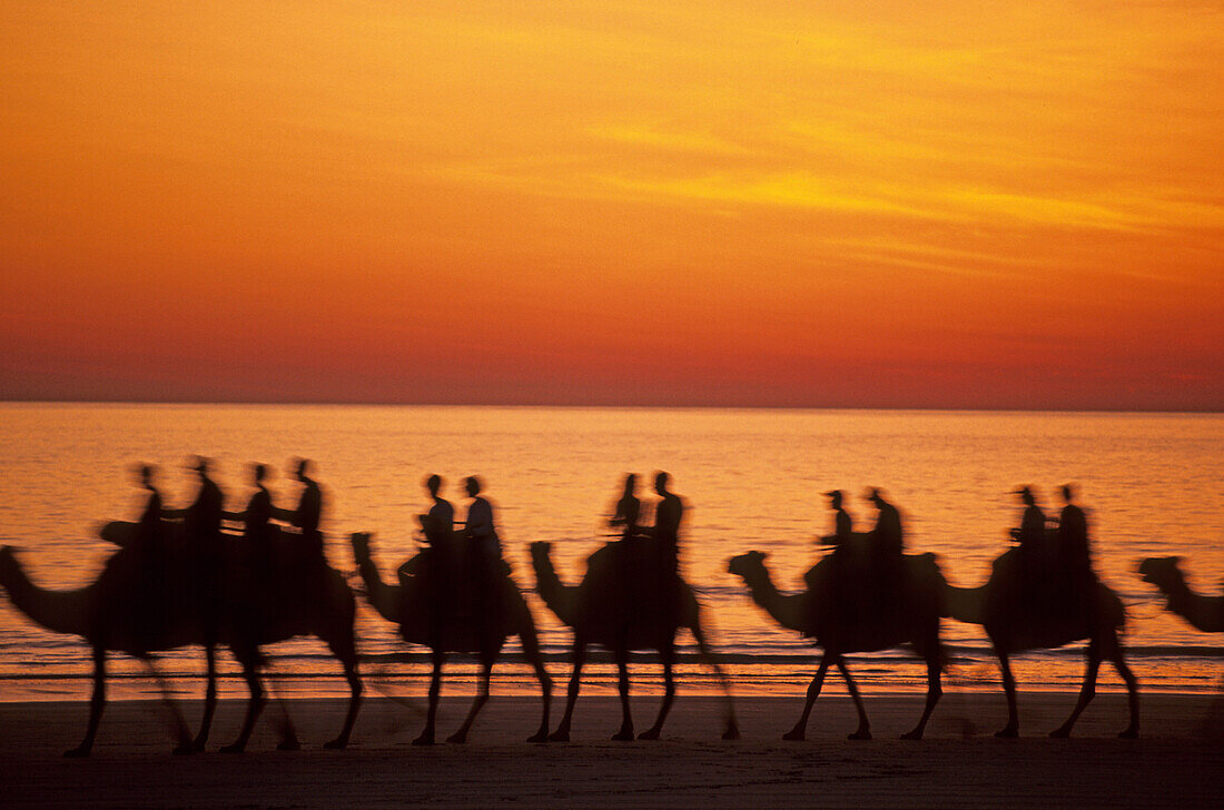 Camel ride on Cable Beach, sunset, Broome, Australia, Western Australia