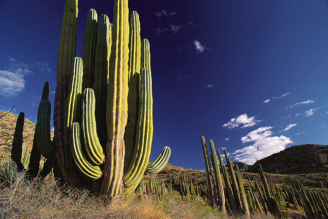 Cardon cactuses in the sunlight, Catalina Island, Baja California, Mexico, America
