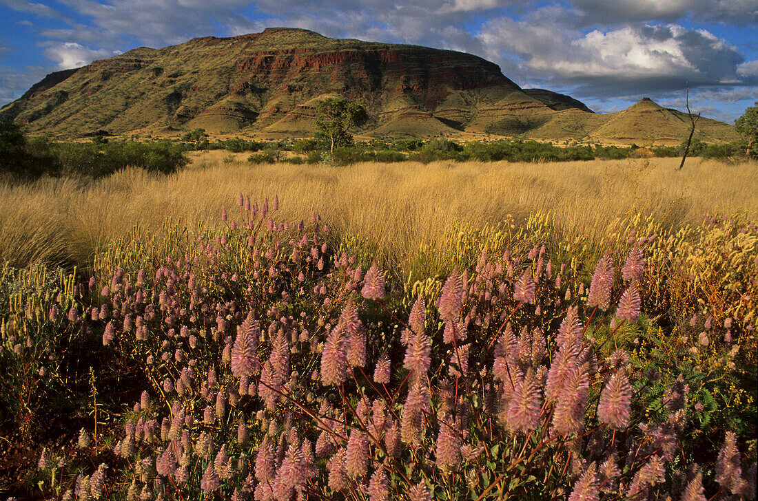 Wildflowers near Hamersley Ranges, Pilbara West Au, Australia, West Australia, mulla mulla, flowers in the Pilbara after rain