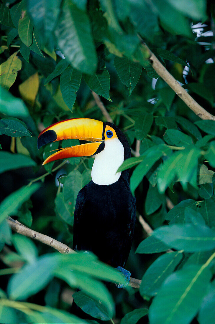 Riesentukan, Pantanal Brasilien