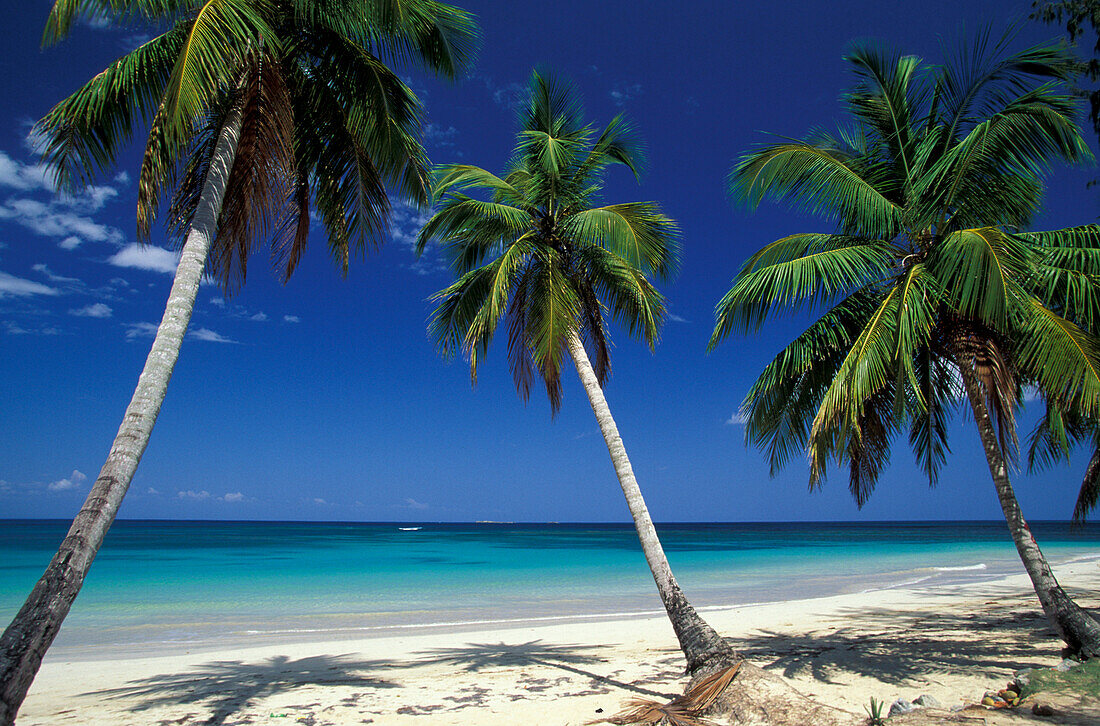 Palmenstrand mit Kokospalmen, Dominikanische Republik, Großen Antillen, Antillen, Karibik, Mittelamerika, Nordamerika, Amerika