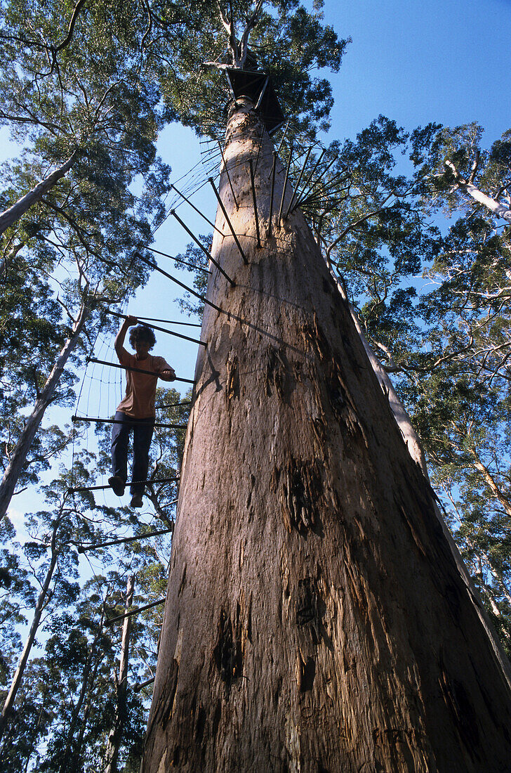 Giant Karri tree used as fire-lookout, Climbing a 60 metre high eucalyptus tree, Western Australia, Australia