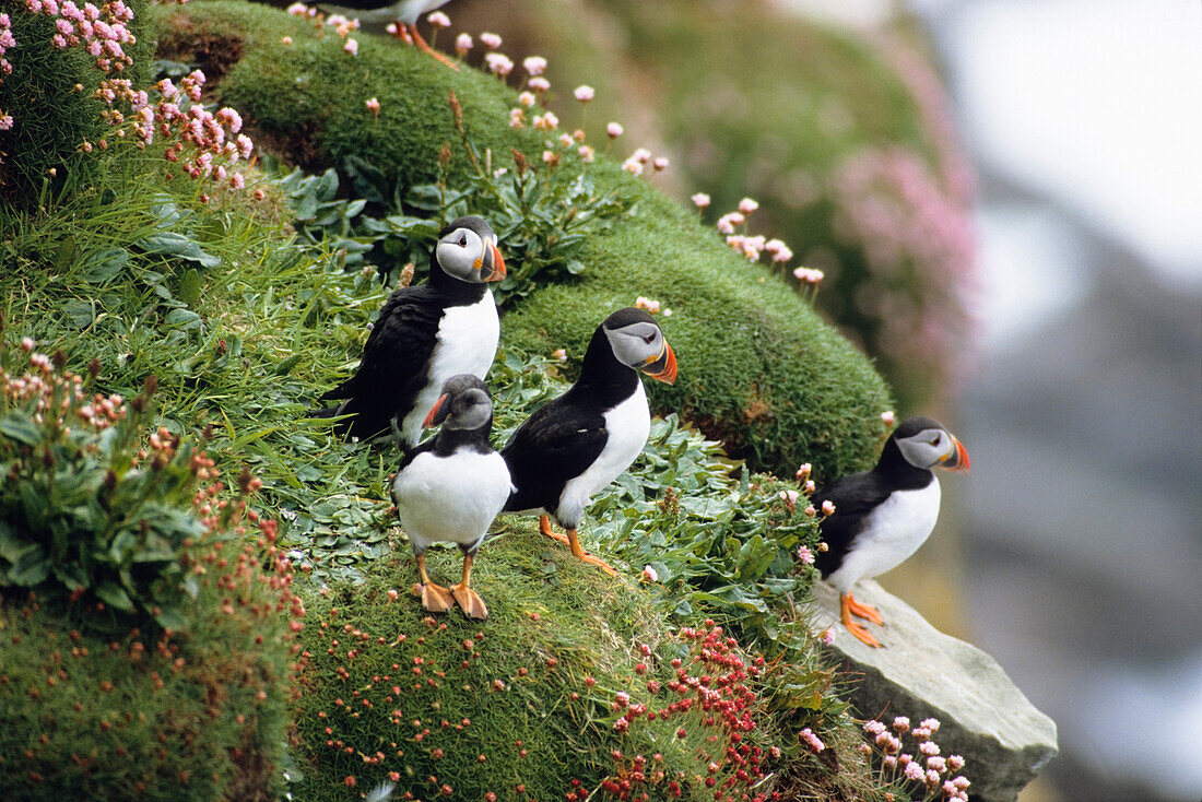 Papageientaucher auf einem Felsen, Fratercula arctica, Shetlandinseln, Schottland, Großbritannien